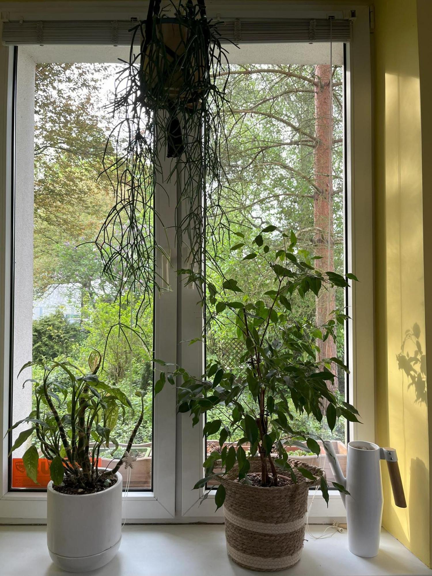 Greenthumb Praska Краків Екстер'єр фото