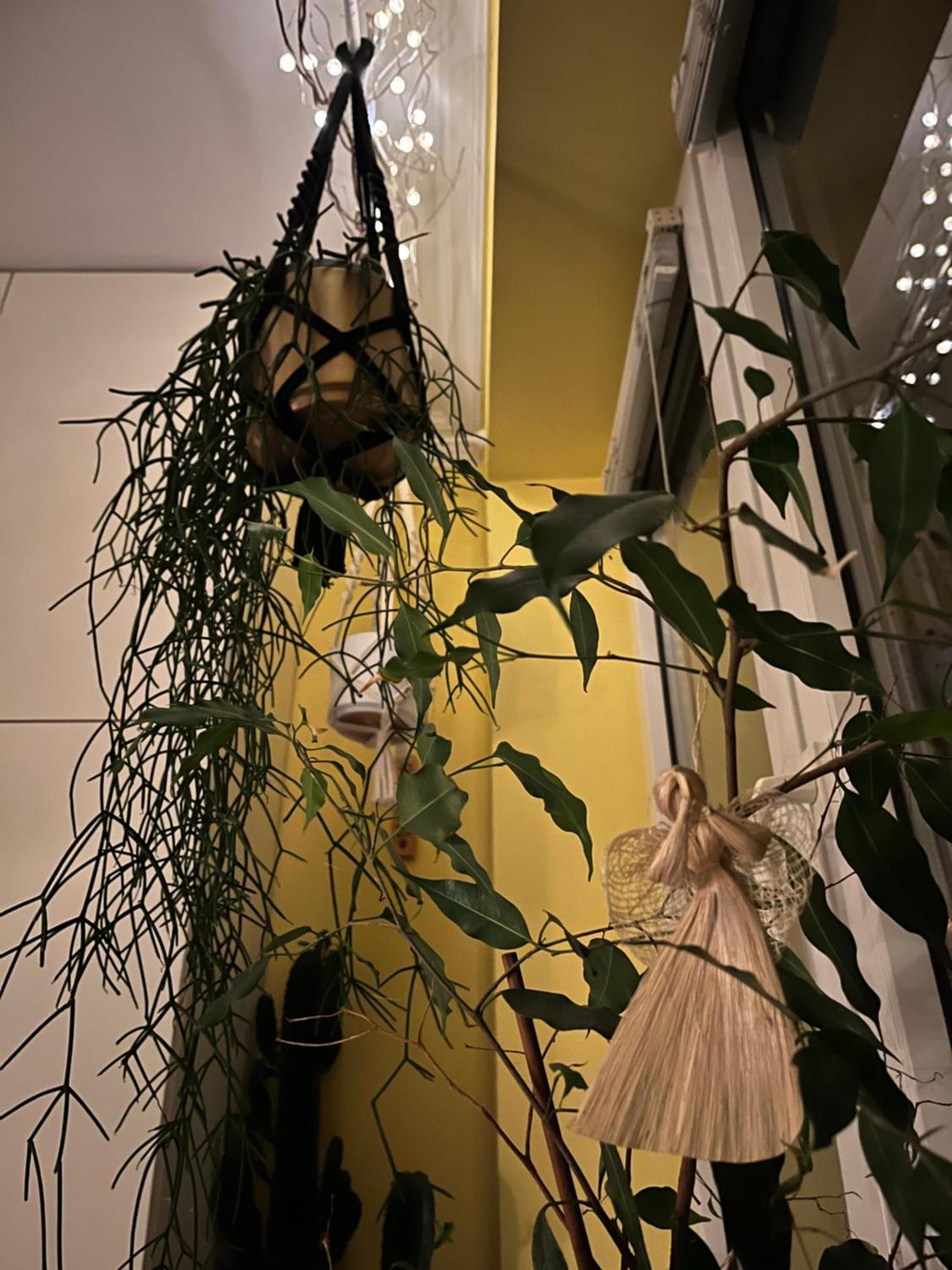 Greenthumb Praska Краків Екстер'єр фото